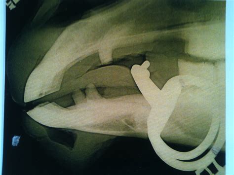 Pentru a scrie un review trebuie sa fii autentificat. KnP Training: Bits and Bitting Part 2- Anatomy