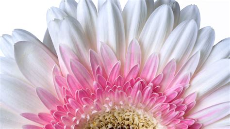 Gerbera Daisy Wallpaper 4K Daisy Flower White Flower