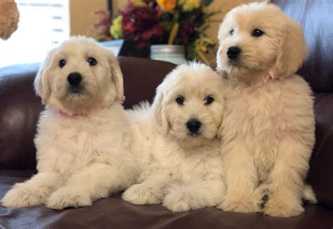 A good breeder will not only help match the perfect puppy for your family, they will also adhere to ethical and responsible canine care. Goldendoodle Puppies by Moss Creek Goldendoodles in ...
