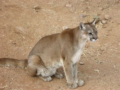 The Eastern Cougar Extinction Conservation Articles And Blogs Cj