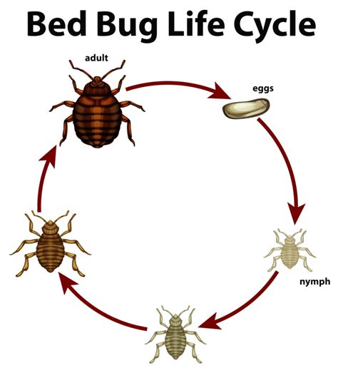 Bed Bug Control Heat Wave Pest