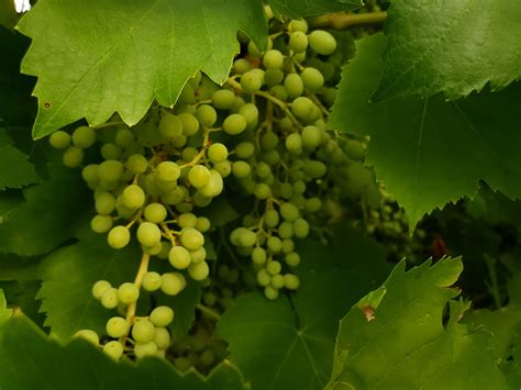 Wine Grapes Growing Free Stock Photo Public Domain Pictures