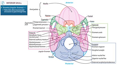 Excluding ear ossicles, it is made of 22 bones. Anatomy & Physiology: Inferior Skull | Draw It to Know It