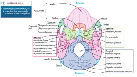 They don't move and united into a single unit. Anatomy & Physiology: Inferior Skull | Draw It to Know It