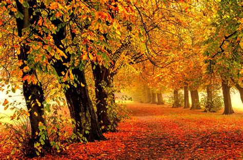 Autumn Fall Tree Forest Landscape Nature Leaves Wallpaper X