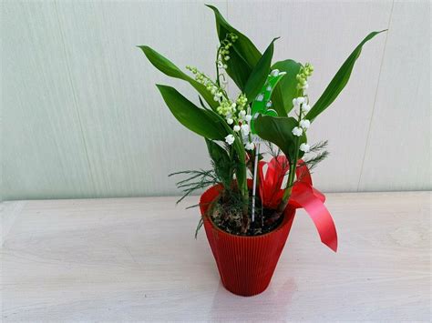 Check spelling or type a new query. Le Pot de Muguet