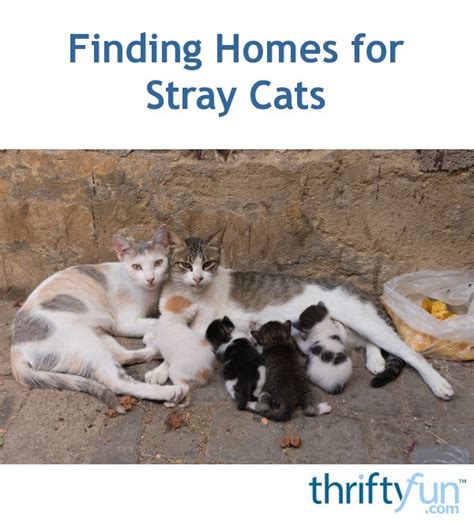 Finding Homes For Stray Cats Thriftyfun