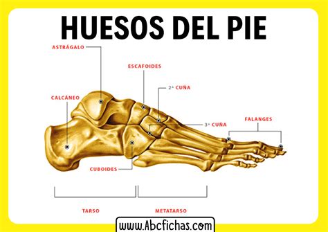 Anatomia De Los Huesos Del Pie Abc Fichas