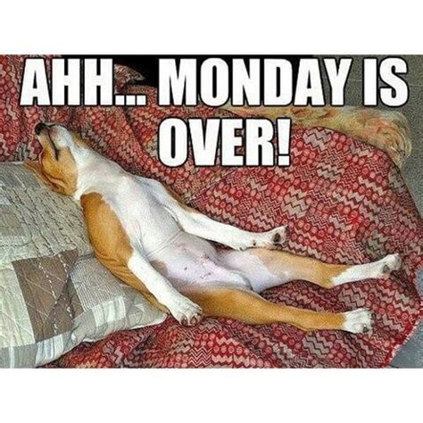 20 Dog Photos That Hilariously Describe The Mondays Blues