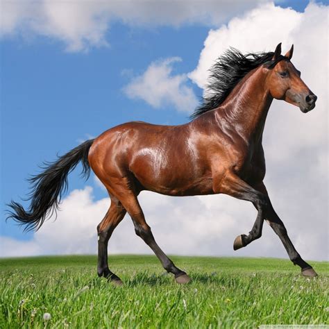 Maybe you would like to learn more about one of these? Running Horse Ultra HD Desktop Background Wallpaper for 4K ...