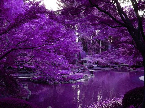 Purple Scenery Wallpaper Wallpapersafari