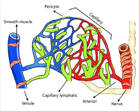 Microvascular Anatomy The Microcirculation Is The Part Of The Vascular