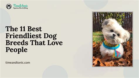 The 11 Best Friendliest Dog Breeds That Love People