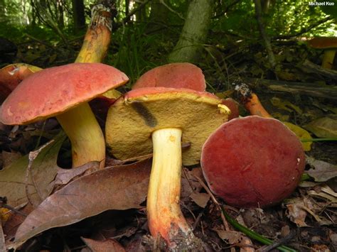Types Of Red Mushrooms With Pictures Identification Guide