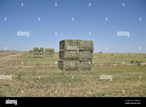 Arizona Alfalfa Bales Stock Photo Alamy