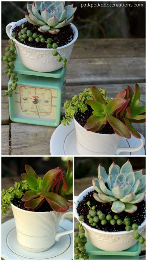 As a former teacher, i loved having plants in my classroom especially succulents because they're so easy to maintain. DIY Teacup Succulent Planters | Succulent planter, Rock ...