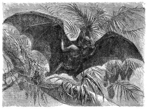 Antique Images Free Halloween Clip Art Vintage Vampire Bat In Flight