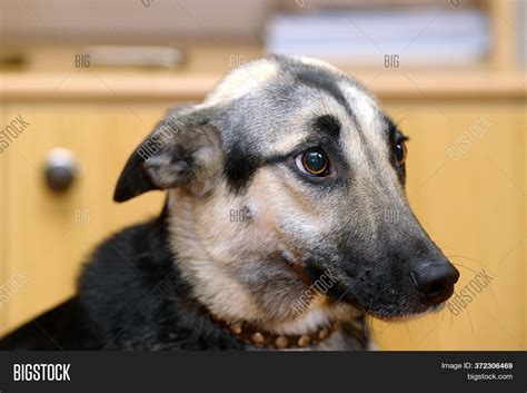 Cute Dog Dog Scared Image And Photo Free Trial Bigstock
