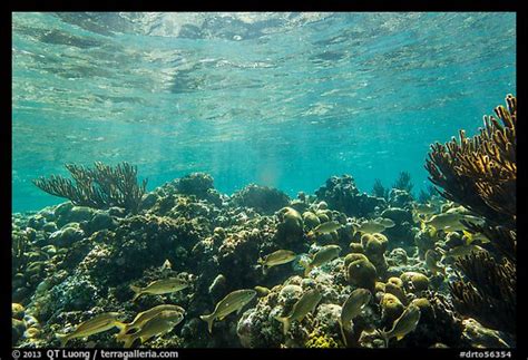 Picturephoto Fish And Coral Reef Little Africa
