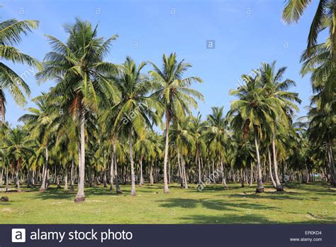 Coconut Tree Sri Lanka