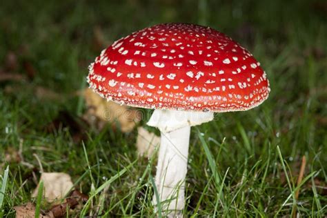 Bright Red Mushroom Stock Image Image Of Autumn Gnome 52237503