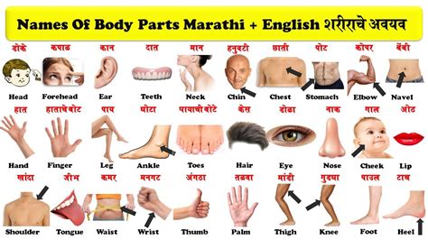 ⬤ pictures of body parts vocabulary with pronunciations. body parts english to marathi with pdf | शरीराचे अवयव ...