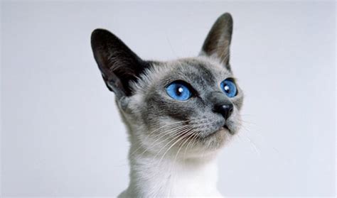 Siamese Cat Breed Information