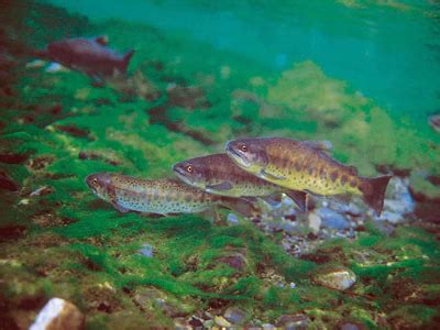 From wikipedia, the free encyclopedia. Oncorhynchus masou formosanus - Wikipedia