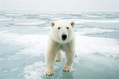 Polar Bear On Sea Ice Off The Coast Of Svalbard Norway Photograph By