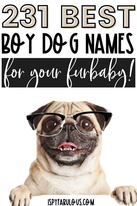 231 Creative Boy Dog Names For Your Furbaby I Spy Fabulous Boy Dog