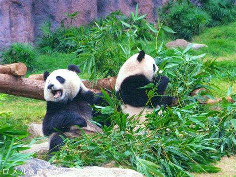 Macao Giant Panda Pavilion Macau Lifestyle