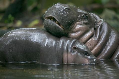 Pygmy Hippopotamus Hexaprotodon By Cyril Ruoso Pygmy Hippopotamus