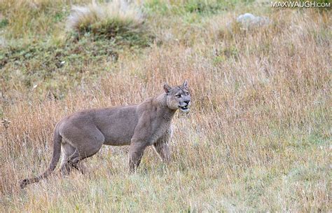 New Photos Patagonia 2017 Pumas Max Waugh