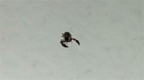 Pseudoscorpion A Bug Like Scorpion 🦂 Youtube