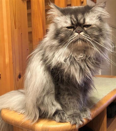 14 Funny Pictures Of Persian Cats To Make You Smile Petpress