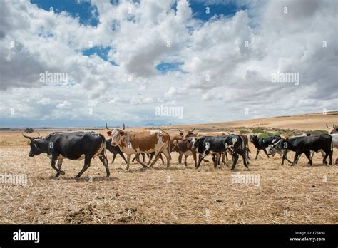 Nguni Cattle On Farm In South Africa Stock Photo Alamy
