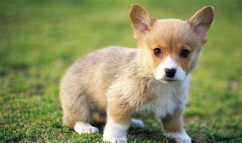 Cute Baby Dogs Wallpapers Wallpaper Cave