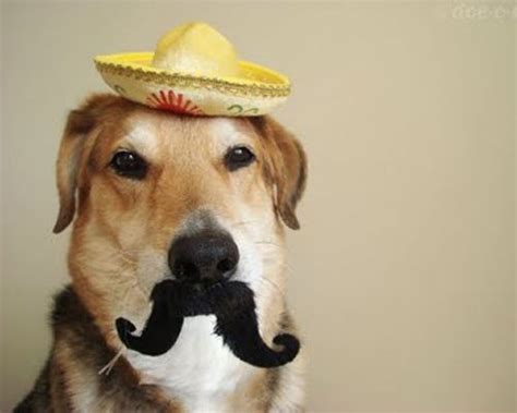 Perros In Sombreros Funny Dog Captions Funny Dogs New Funny Jokes