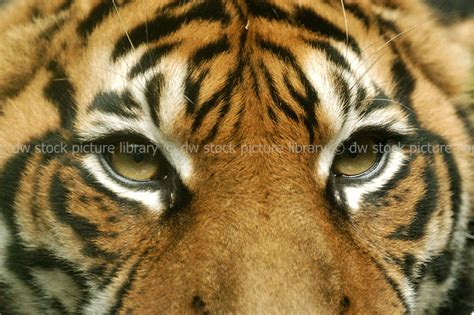 A Royalty Free Image Of Close Up Of The Face Of A Sumatran Tiger