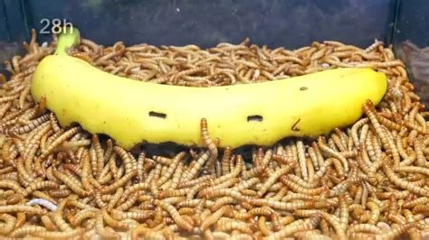 Time Lapse 10 000 Mealworms Vs Banana Meal Worms Banana Oddly Satisfying Videos