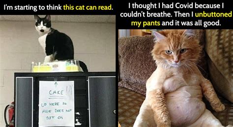 25 Funny Cat Memes For All Kitty Lovers Bouncy Mustard