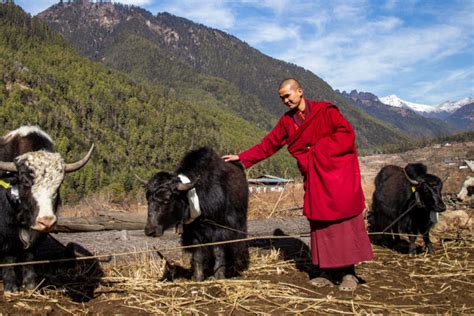 Birdlife is abundant with giant lammergeier, vultures, eagles, whistling thursh, minivets, bulbuls and pheasants among the 550 species to be seen in sikkim. Yak breeding: Druk, a male from Bhutan to improve health ...