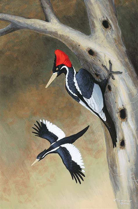 ivory billed woodpeckers art and other adventures with narca