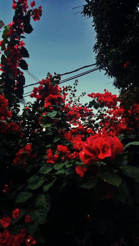 Red Aesthetic Roses Background From The Ground