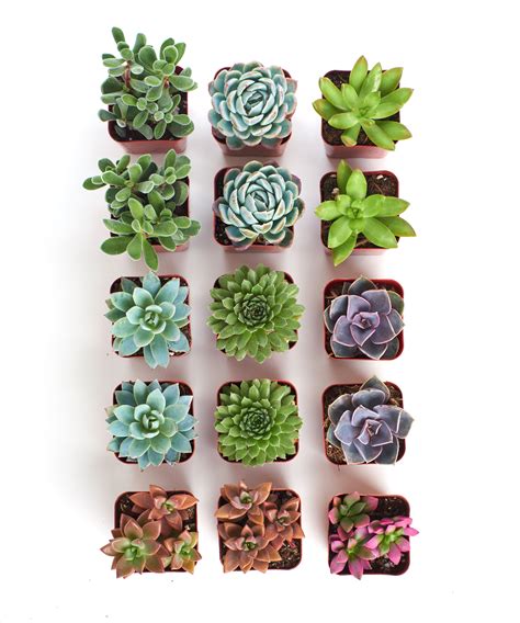 Home Botanicals Assorted Succulent Collection Of 15