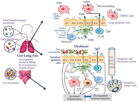Jcm Free Full Text Lung Microbiome In Asthma Current Perspectives