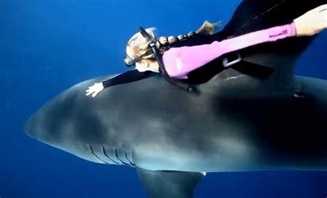 Watch Ocean Ramsey The ‘shark Whisperer Swims Unprotected With