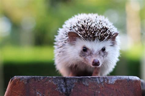 This Is Why You Shouldn't Kiss Your Pet Hedgehog