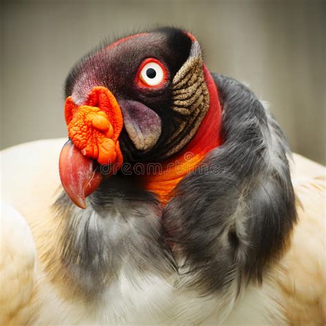 King Vulture Close Up Stock Photo Image Of Outdoor Raptor 61379684