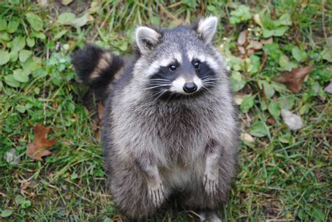 Free Images Animal Wildlife Mammal Fauna Raccoon Vertebrate
